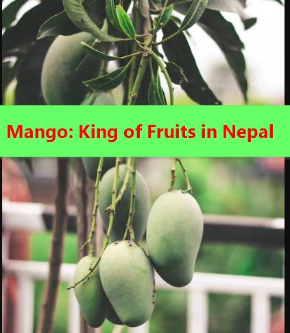 mango King of Fruits in Nepal