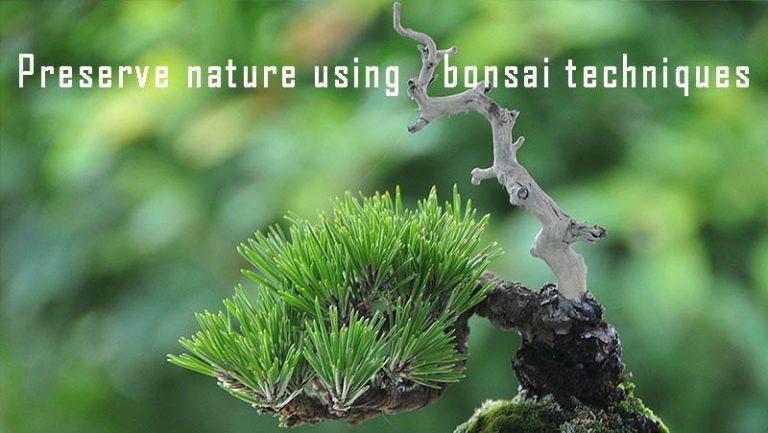 Preserve nature using bonsai techniques