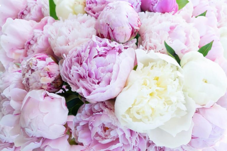 What Is Peony Flowers and Different Types of Peony Flowers