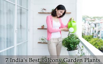 Indias Best Balcony Garden Plants