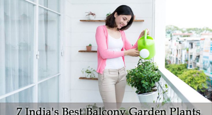 Indias Best Balcony Garden Plants
