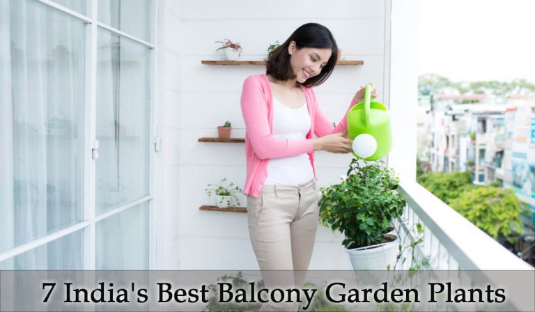 Indias Best Balcony Garden Plants