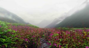 Trek to the Valley of Flowers NATIONAL PARK