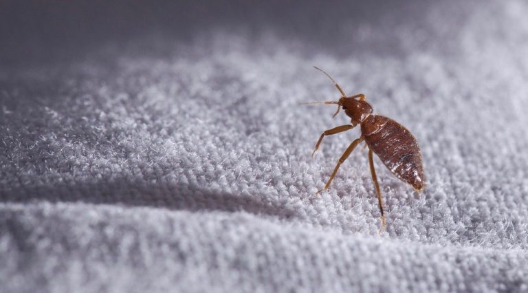 How to Deal with Bed Bugs in Toronto