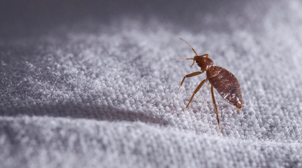 How to Deal with Bed Bugs in Toronto
