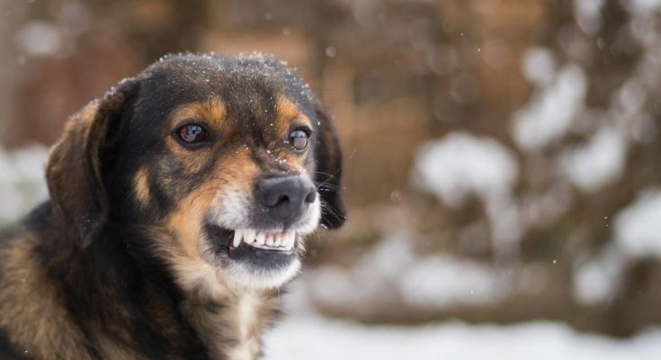 Myths about Animal Control in Vancouver