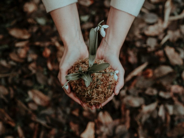 Role Of Gardening And Lawn Care In human Life