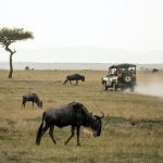 Tanzania safari packages