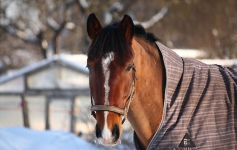 Canvas horse rugs