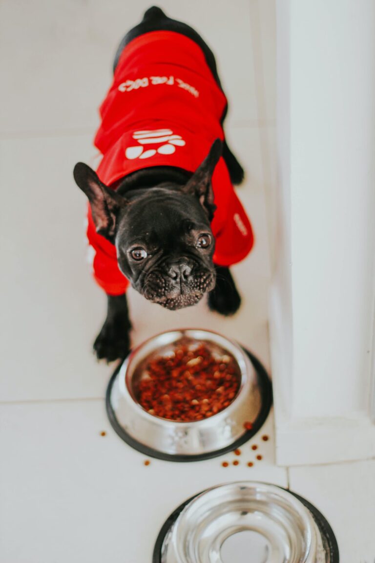 Caring for your pets