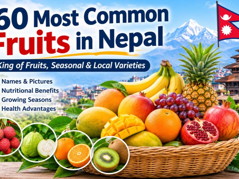 Common King of Fruits in Nepal