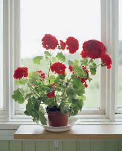 9 Amazing flowers that make you Happy 2 9 amazing flowers that makes you happy