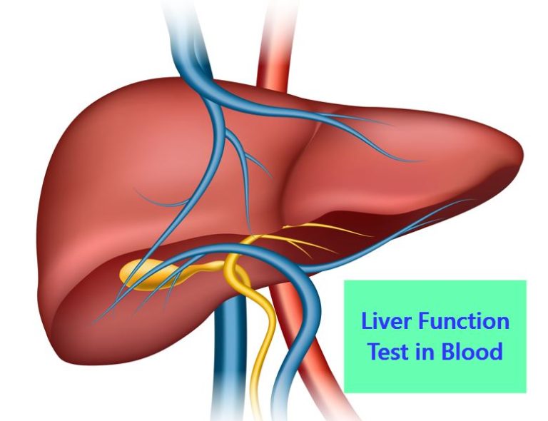 liver function test in Blood