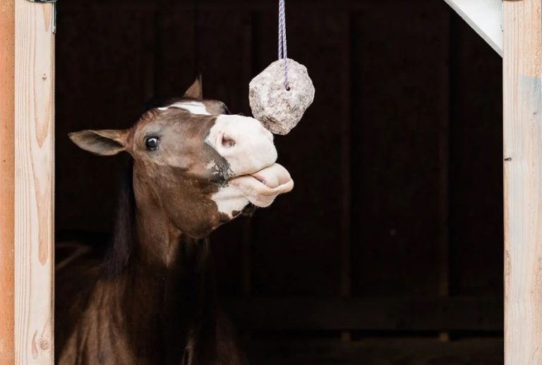 Animal Salt Licks Benefit and Why Do They Need It