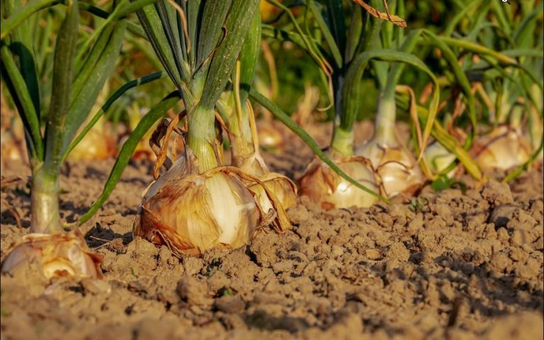 Wild Onion Benefits