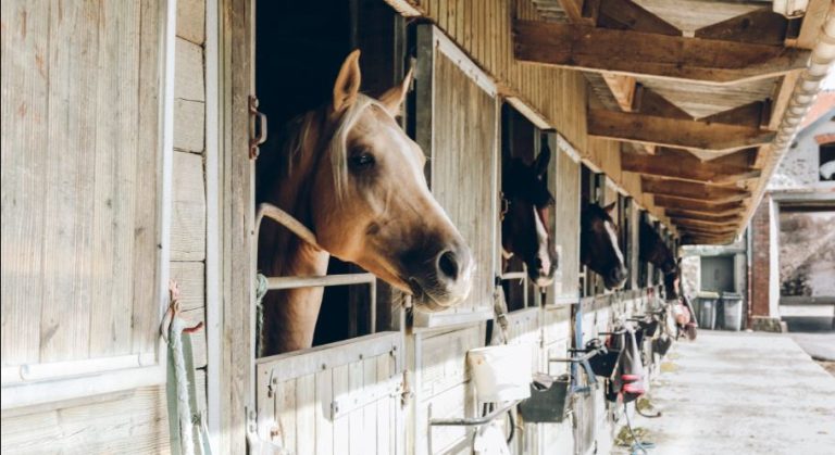 Top Tips for Creating a Horse Friendly Barn Environment