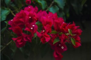 ultimate winter care guide potted bougainvillea plant