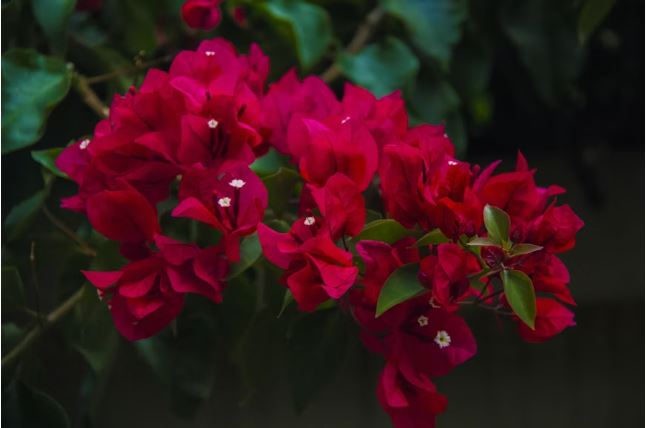 ultimate winter care guide potted bougainvillea plant