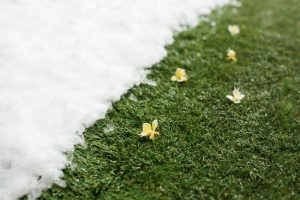 artificial grass australian home backyard benefits