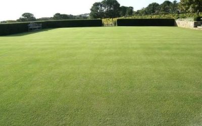 Why Santa Ana and Couch Grass Are Making a Comeback: Expert Insights on Adelaide’s Trending Turf Varieties