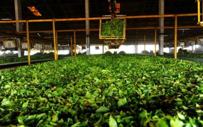 How a Certified Tea Factory Ensures Consistent Quality in Every Batch