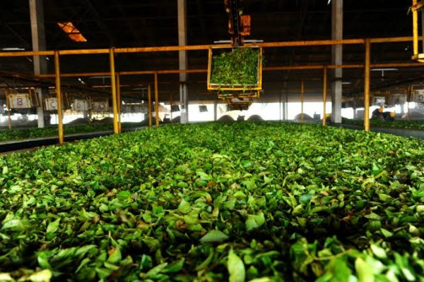 How a Certified Tea Factory Ensures Consistent Quality in Every Batch