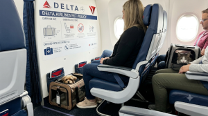 What Are Delta Airlines Pet Weight Limits in 2026?